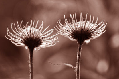 Dandelion Seed Head Closeup Photograph Print 100% Australian Made