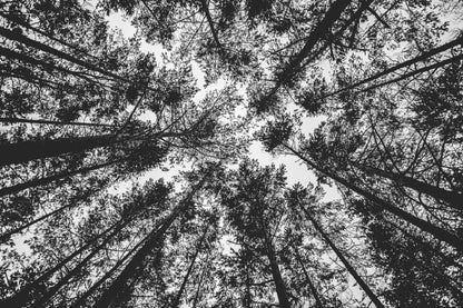 Tall Trees View From Below B&W View Photograph Print 100% Australian Made