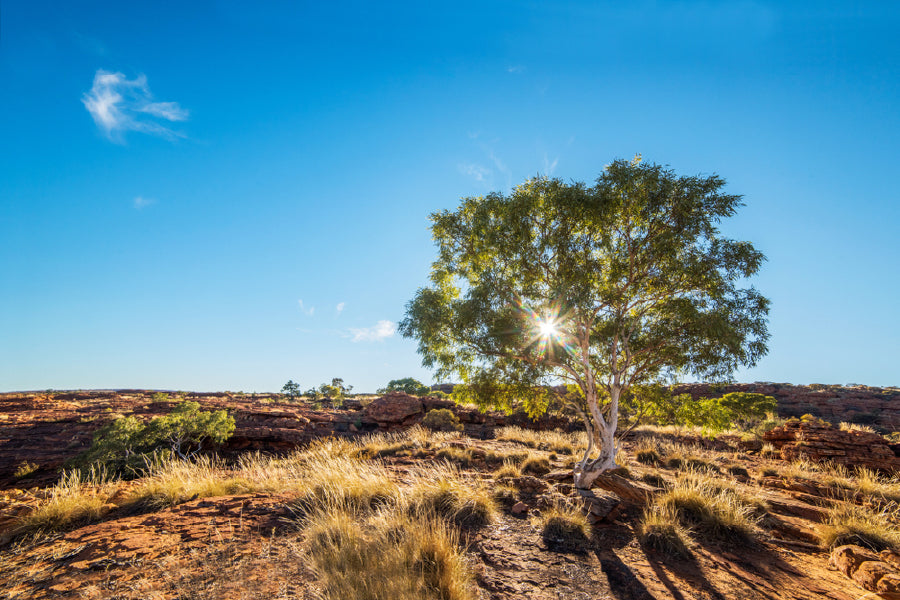 Red Gum Tree & Sunshine View Photograph Print 100% Australian Made