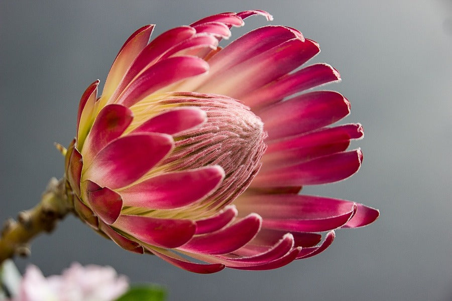 Red Protea Flower Closeup Photograph Print 100% Australian Made