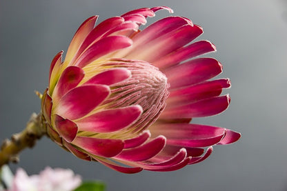 Red Protea Flower Closeup Photograph Print 100% Australian Made