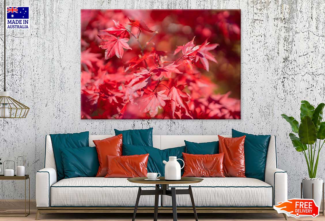 Red Maple Leaves Branch View Photograph Print 100% Australian Made