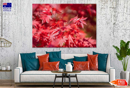 Red Maple Leaves Branch View Photograph Print 100% Australian Made