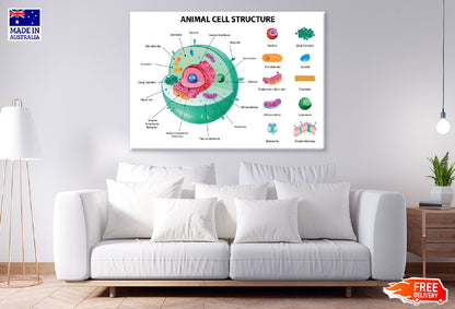 Animal Cell Anatomy Infographics Vector Art Print 100% Australian Made