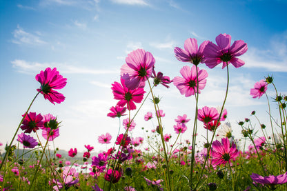 Field of Cosmos Flowers Sky View Photograph Print 100% Australian Made