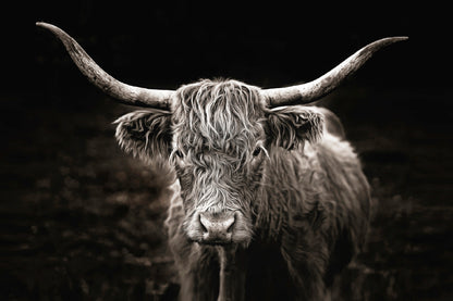 Highland Cow Face B&W Photograph Print 100% Australian Made