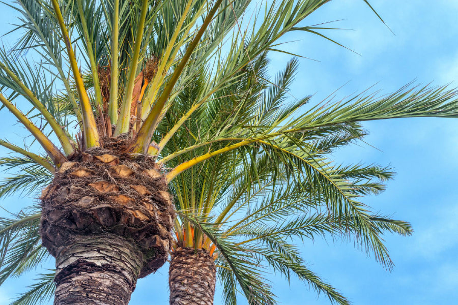 Spanish Palm Tree with Blue Sky Photograph Print 100% Australian Made