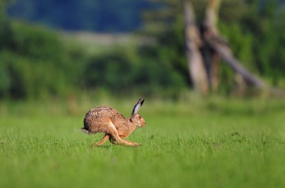 Rabbit Running on Grass Field Photograph Print 100% Australian Made