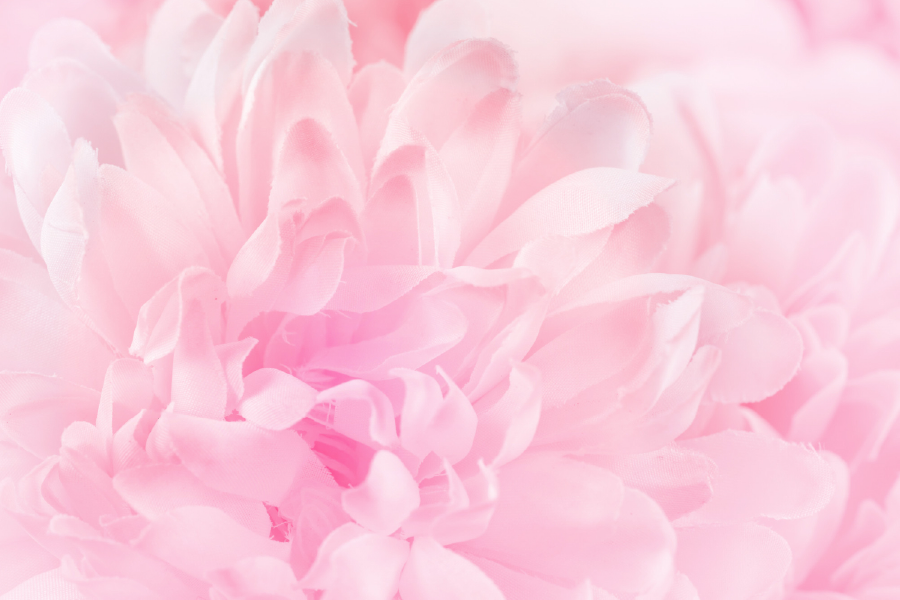 Pink Flower Macro Closeup View Photograph Print 100% Australian Made