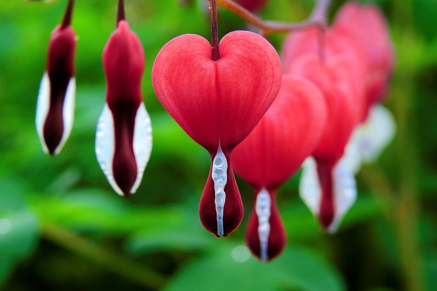 Red Bleeding Heart Flowers Closeup Photograph Print 100% Australian Made