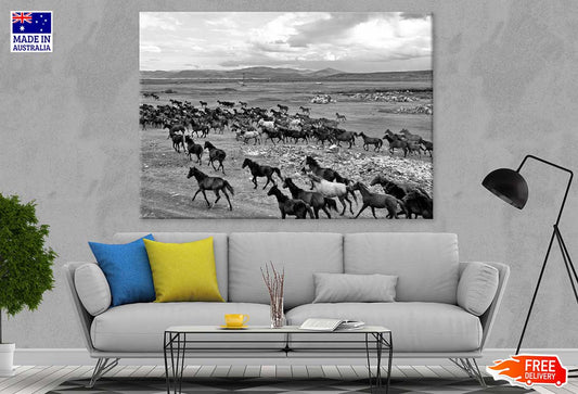 Wild Horse Herd View B&W Photograph Print 100% Australian Made