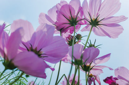 Pink Flowers Closeup Photograph Home Decor Premium Quality Poster Print Choose Your Sizes