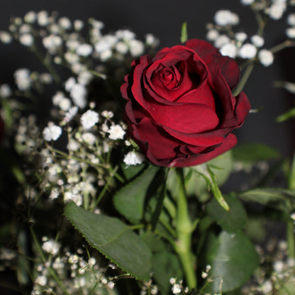 Square Canvas Red Rose with Leaves View Photograph High Quality Print 100% Australian Made