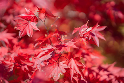 Red Maple Leaves Branch View Photograph Print 100% Australian Made