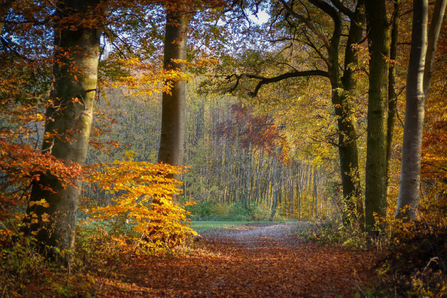 Autumn Forest Footpath Way View Photograph Home Decor Premium Quality Poster Print Choose Your Sizes