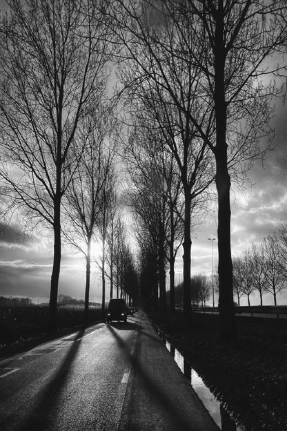 Trees Covered Road with Car B&W Photograph Print 100% Australian Made