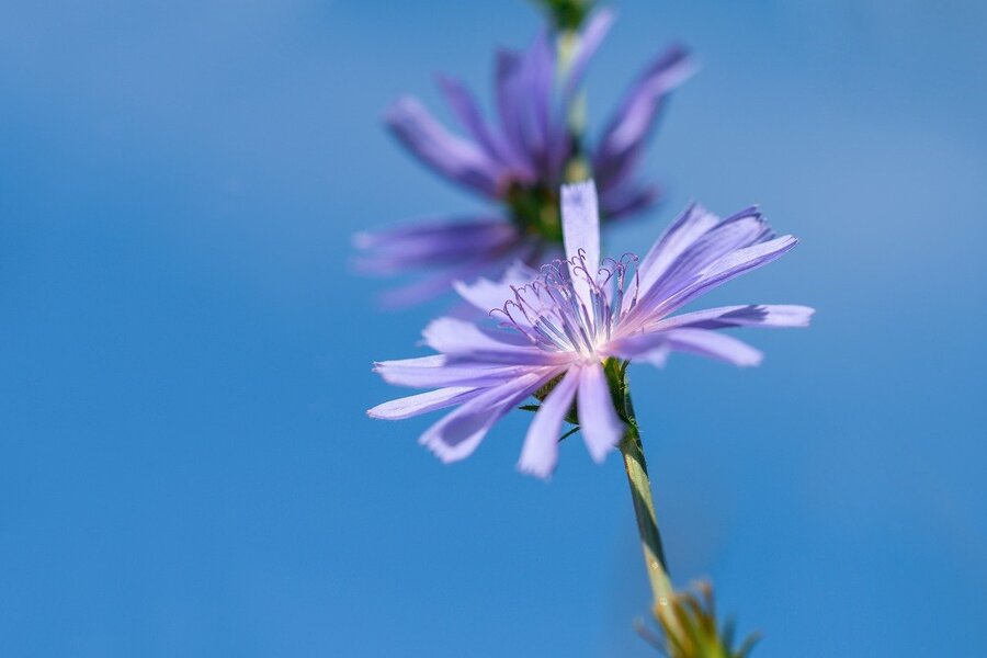 Purple Chicory Flower Closeup Photograph Print 100% Australian Made