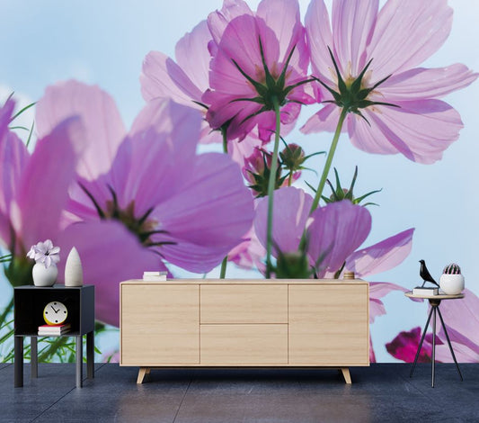 Wallpaper Murals Peel and Stick Removable Cosmos Bipinnatus Flowers Closeup High Quality