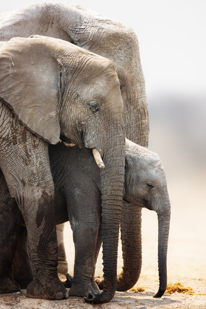 Elephant Family Portrait View Home Decor Premium Quality Poster Print Choose Your Sizes