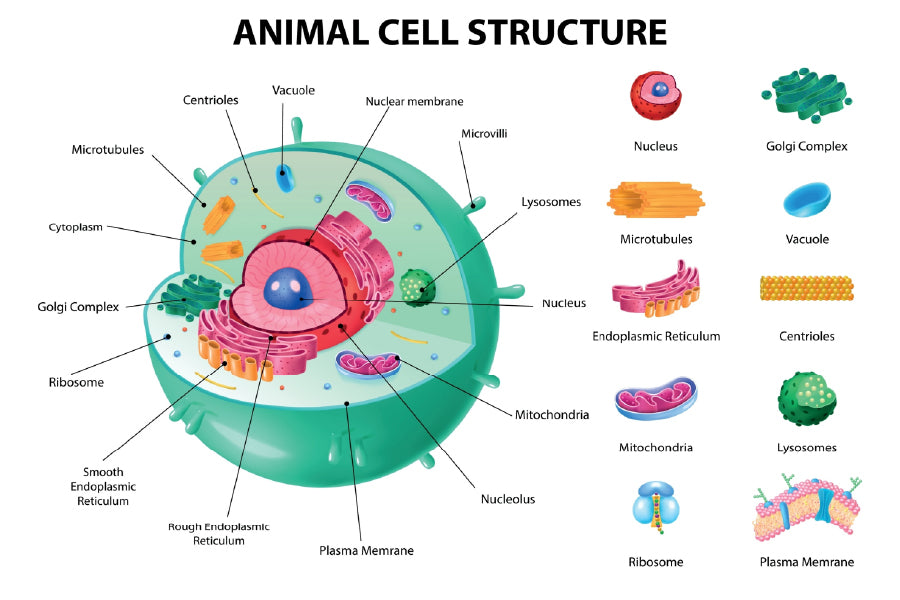 Animal Cell Anatomy Infographics Vector Art Print 100% Australian Made