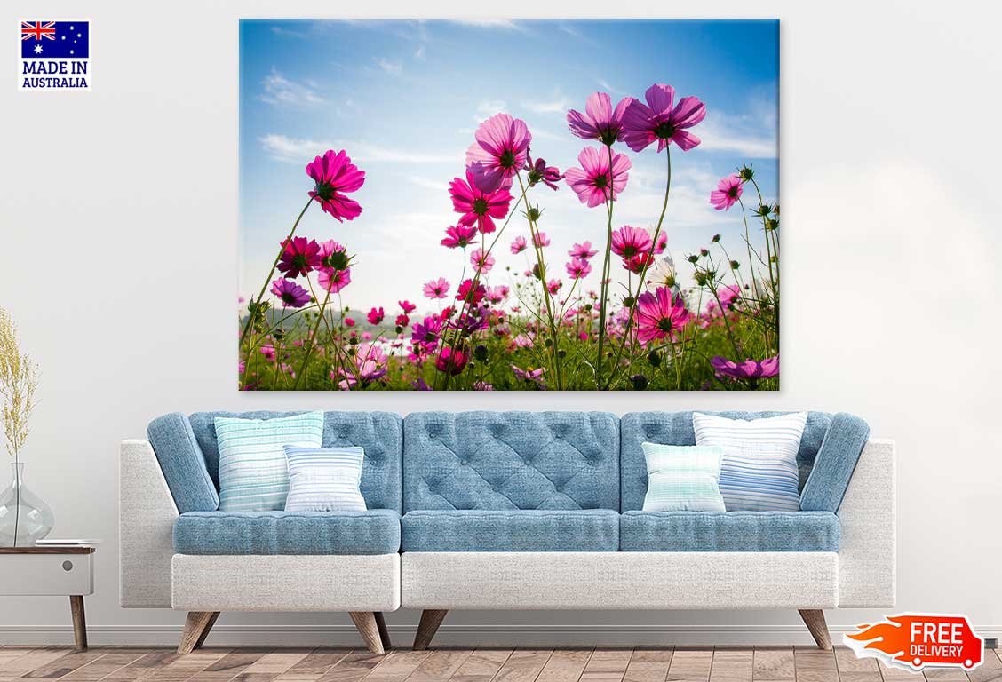 Field of Cosmos Flowers Sky View Photograph Print 100% Australian Made