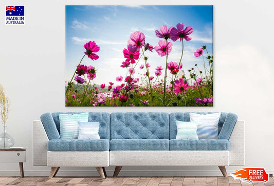 Field of Cosmos Flowers Sky View Photograph Print 100% Australian Made