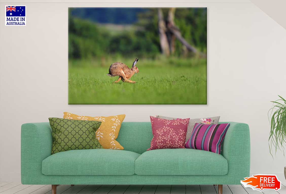 Rabbit Running on Grass Field Photograph Print 100% Australian Made