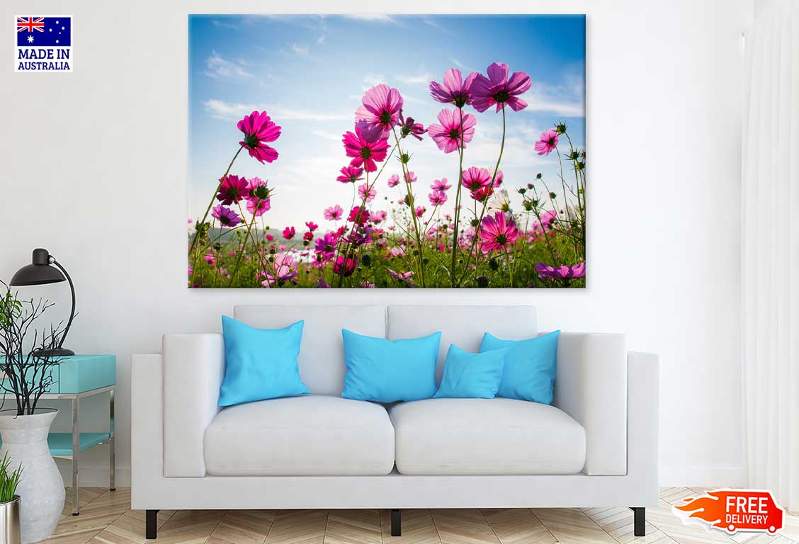 Field of Cosmos Flowers Sky View Photograph Print 100% Australian Made