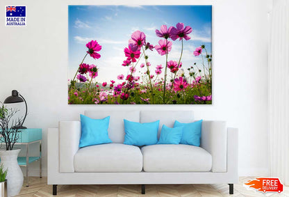 Field of Cosmos Flowers Sky View Photograph Print 100% Australian Made