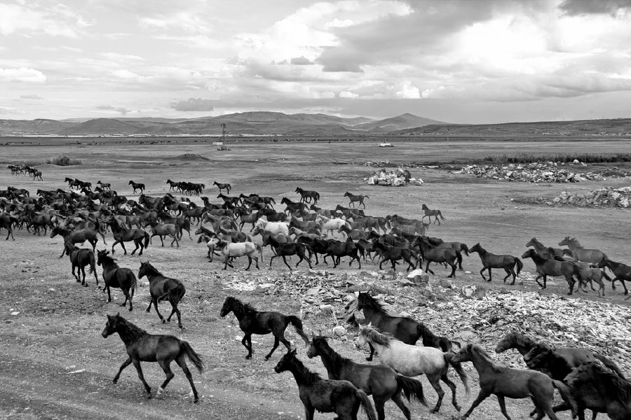 Wild Horse Herd View B&W Photograph Print 100% Australian Made