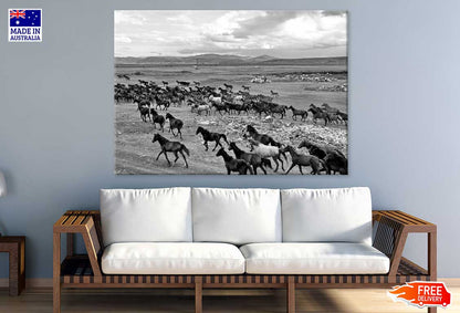 Wild Horse Herd View B&W Photograph Print 100% Australian Made