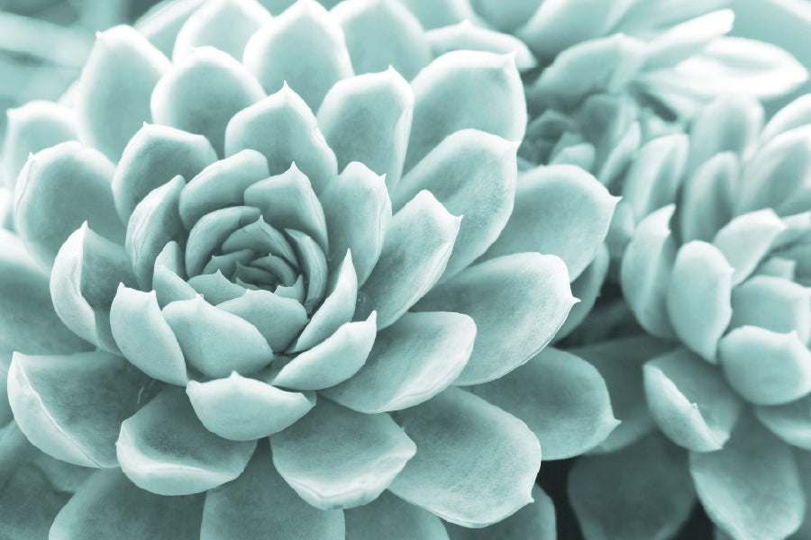 Succulent Flower Closeup View Photograph Print 100% Australian Made