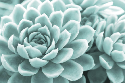 Succulent Flower Closeup View Photograph Print 100% Australian Made