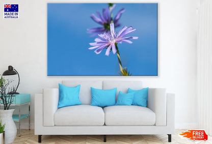 Purple Chicory Flower Closeup Photograph Print 100% Australian Made