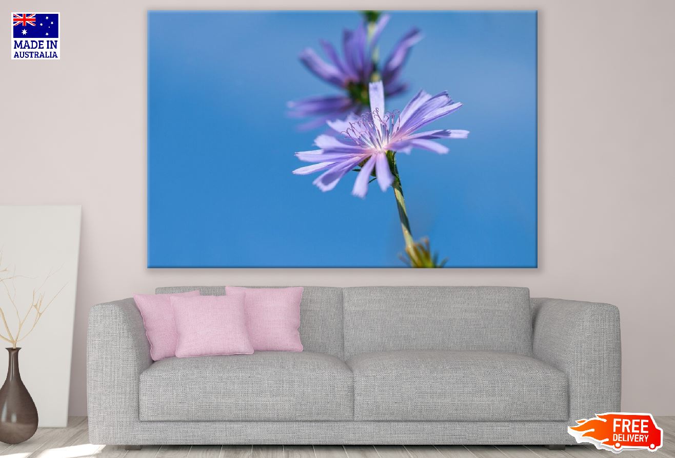 Purple Chicory Flower Closeup Photograph Print 100% Australian Made