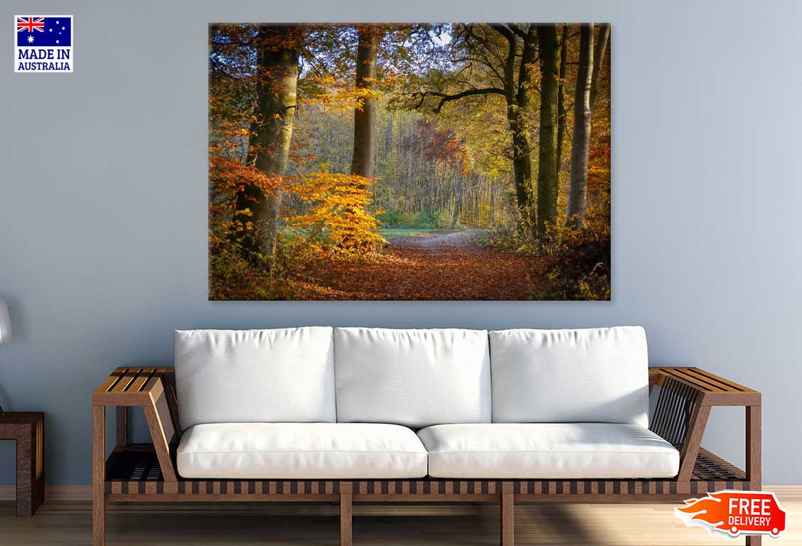 Autumn Forest Footpath Way View Photograph Print 100% Australian Made