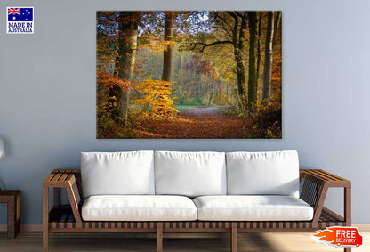 Autumn Forest Footpath Way View Photograph Print 100% Australian Made