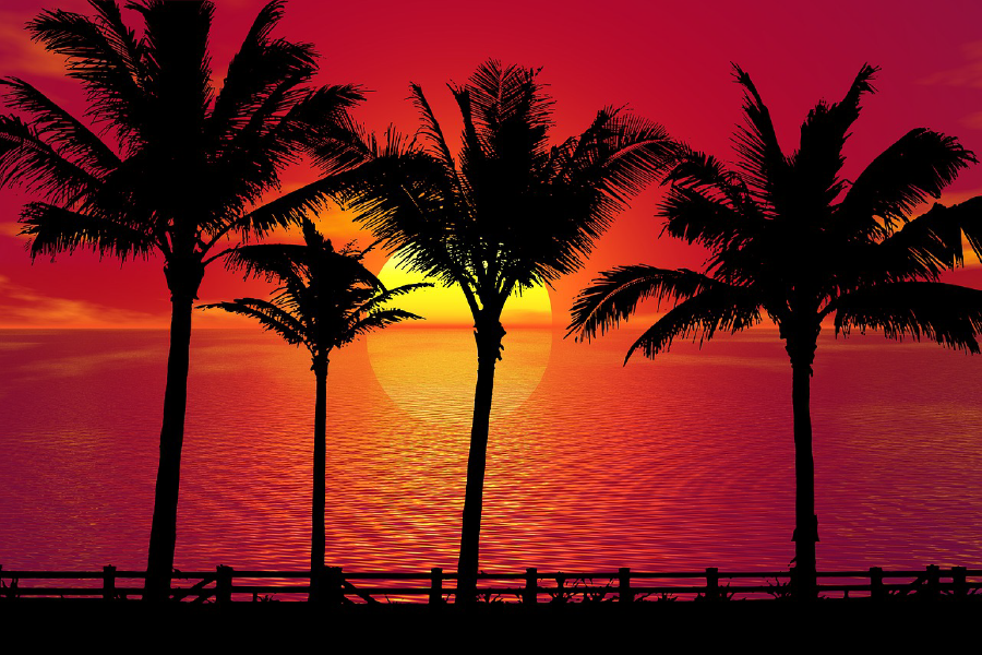 Palm Trees & Sea Sunset Vector Art Print 100% Australian Made