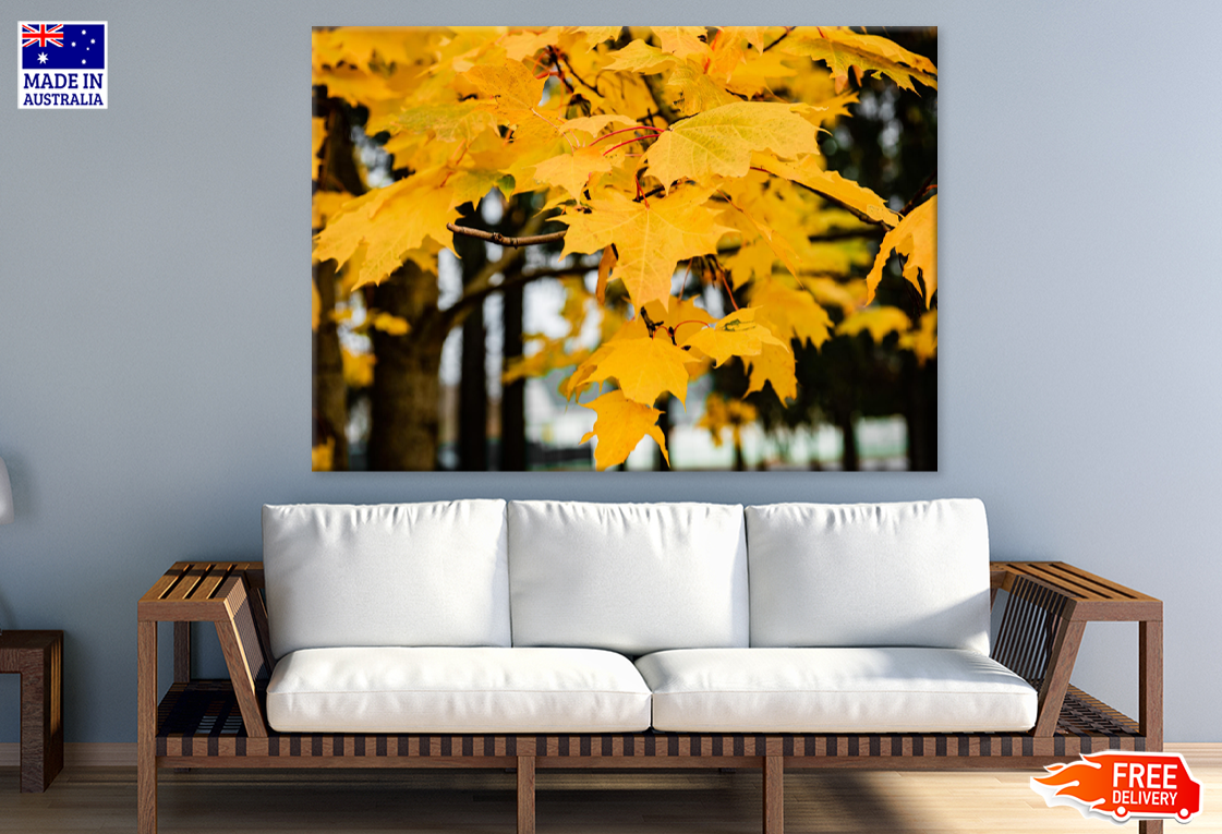 Autumn Trees Closeup Photograph Print 100% Australian Made