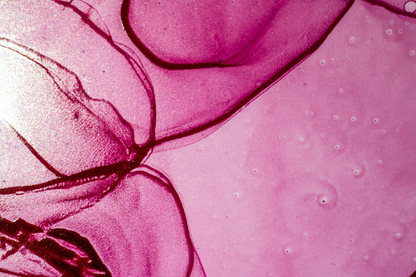 Pink & White Abstract Design Print 100% Australian Made
