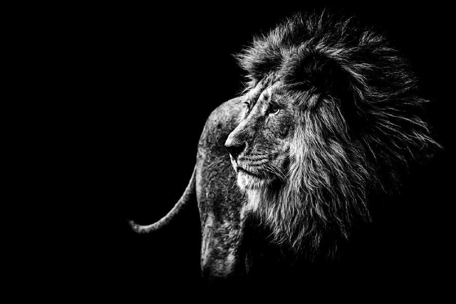 Lion B&W Photograph Print 100% Australian Made