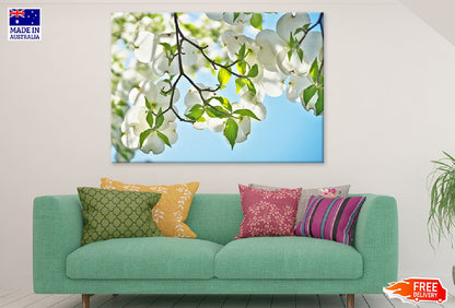 Jasmine Tree & Flowers with Leaves Photograph Print 100% Australian Made