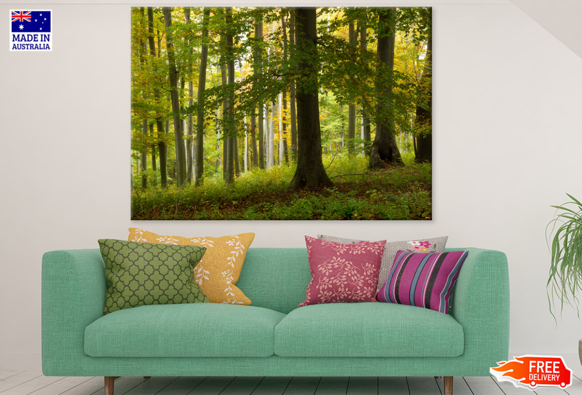 Trees & Forest View Photograph Print 100% Australian Made