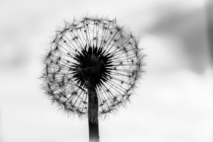 Dandelion Under Sky B&W View Photograph Print 100% Australian Made