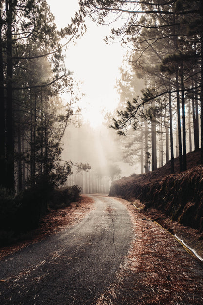 Old Road Surrounded by Tall Trees Photograph Print 100% Australian Made