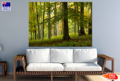 Trees & Forest View Photograph Print 100% Australian Made