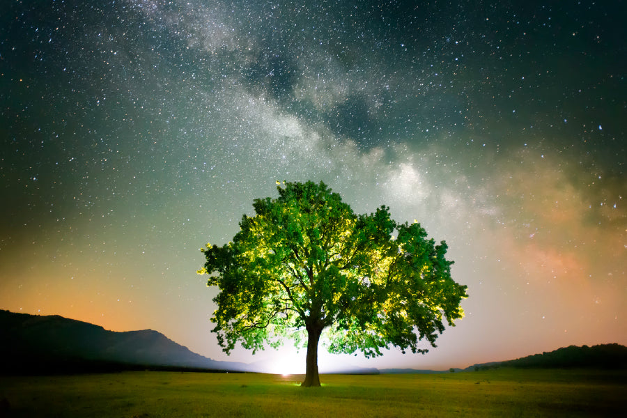 Lonely Tree on Field Under Galaxy Photograph Print 100% Australian Made