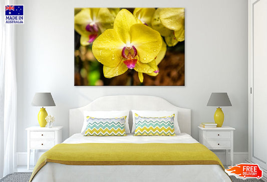 Yellow Orchid Flowers View Photograph Print 100% Australian Made