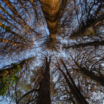 Square Canvas Dead Large Trees Below View Photograph High Quality Print 100% Australian Made