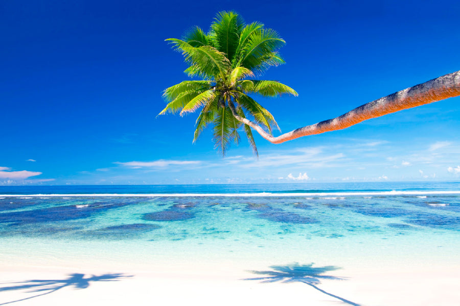 Palm Tree on Samoa Beach View Photograph Print 100% Australian Made